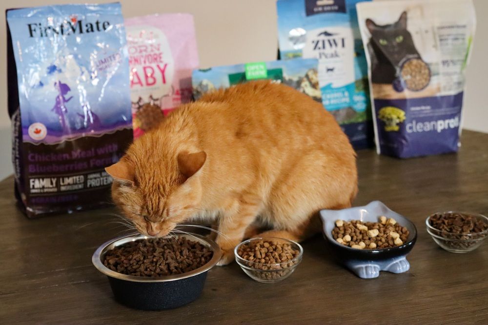 10 Best Dry Cat Foods 2025 Approach Taste Test