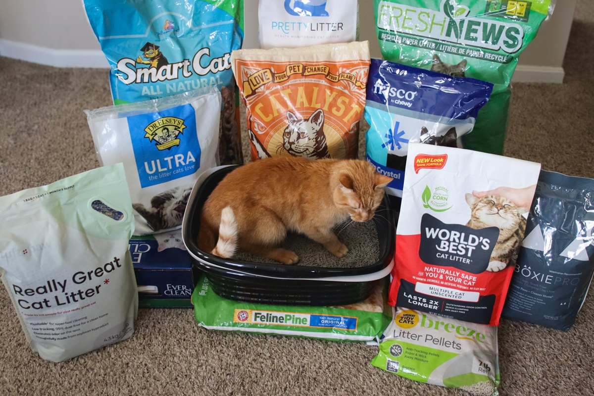 12 Best Cat Litters