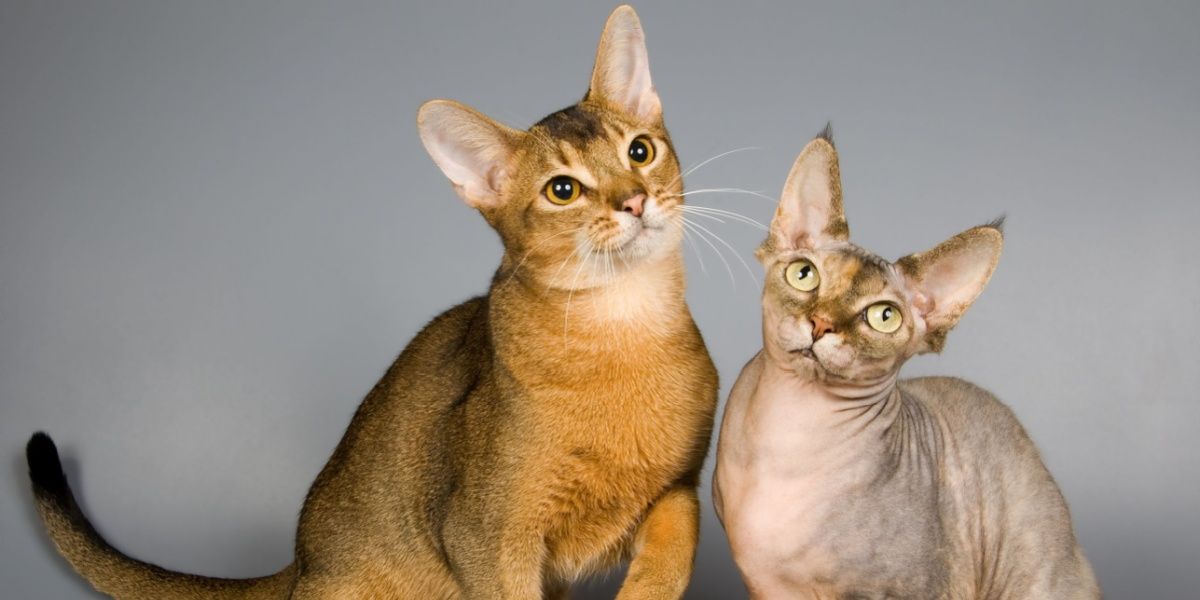 Abyssinian and sphynx