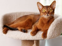 Young Abyssinian Cat Lies on Tower