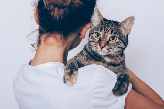 8 Things To Know Before Adopting a Cat