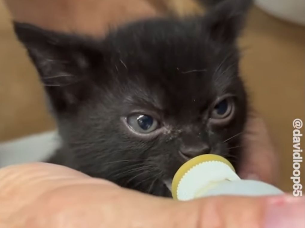 Becoming a kitten foster parent