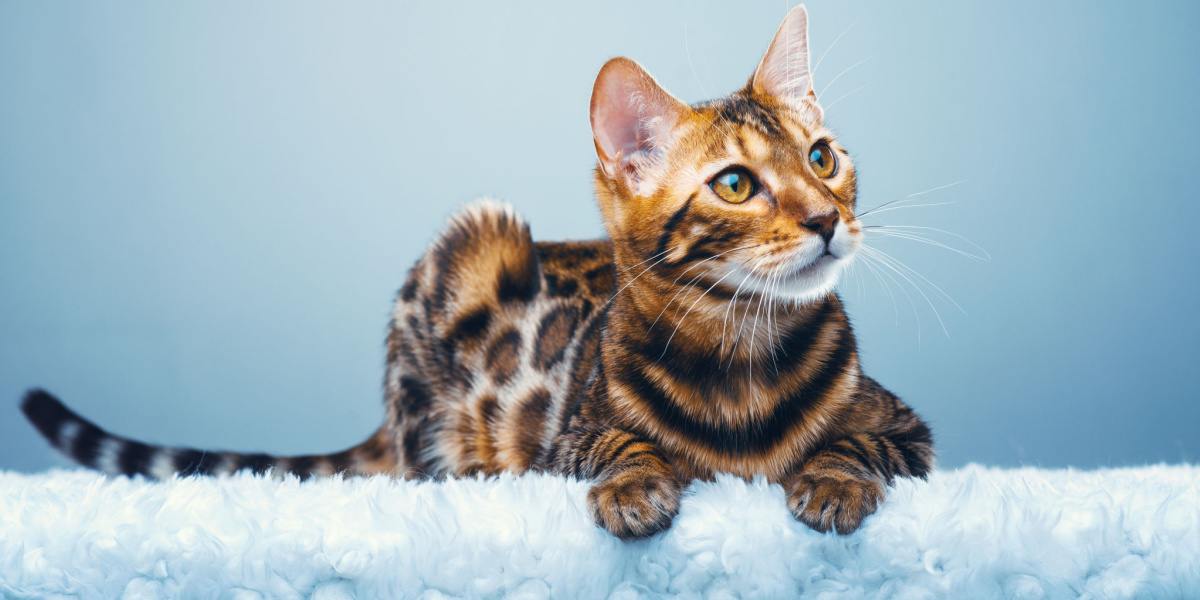 Beautiful stylish Bengal cat. Animal portrait. Bengal cat is lying. Blue background. Collection of funny animals
