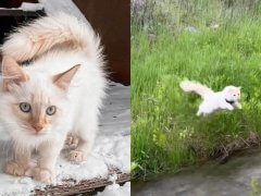 Biscuit the Cat Acts