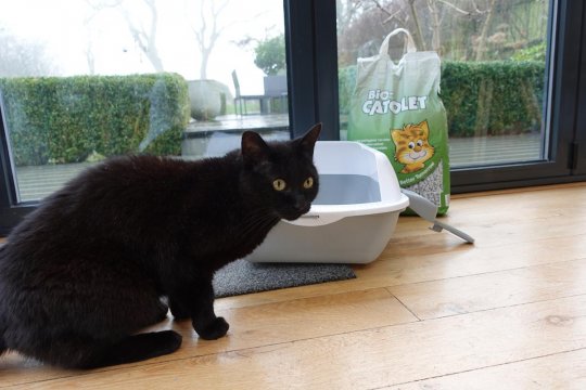 6 Common Reasons Why Cats Pee Outside the Litter Box
