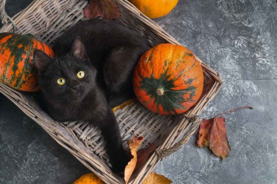 8 Benefits of Black Cats and Why You Should Adopt One