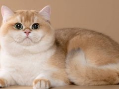 British Shorthair in the chinchilla color with green eyes