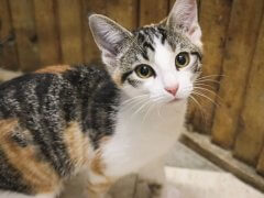 Calico Black Orange White Striped Kitten Indoors
