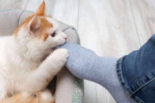Why Does My Cat Bite My Feet?