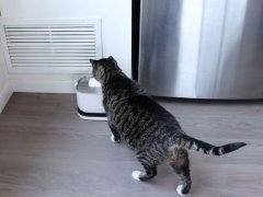 cat drinking water