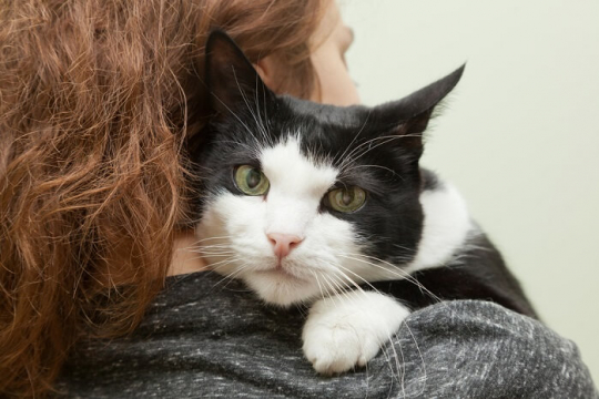 9 Unmistakable Signs Your Cat Loves You