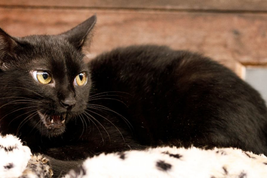 6 Reasons Your Cat Makes Weird Noises at Night