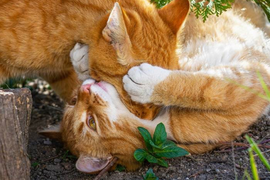 Why Do Cats Bite Each Other's Necks?