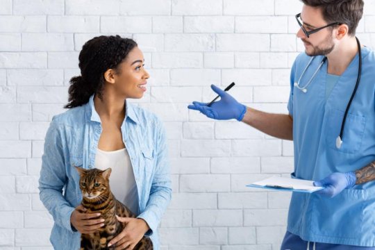 What If You Can’t Afford Veterinary Care For Your Cat? You Have Options