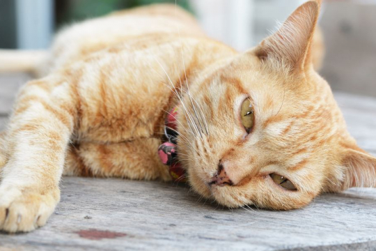 10 Subtle Signs Your Cat May Be Sick