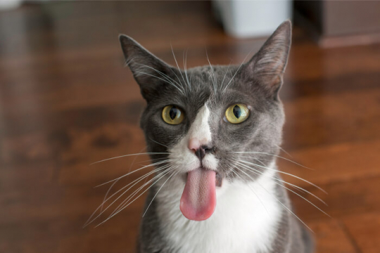 10 Little-Known Facts About Your Cat’s Tongue