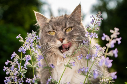 What Is Catnip? Why Cats Like It