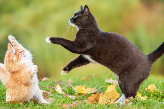 How To Help Cats Get Along?