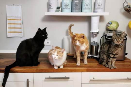 5 Simple Tips To Keep Cats Off Counters