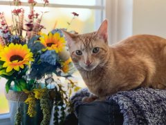 Fall Autumn Cats Orange Short Hair Tabby Sun Flowers Window
