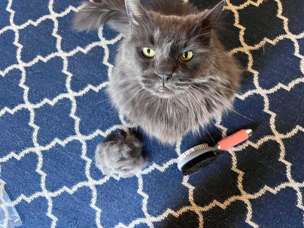 GoPets Professional Double-Sided Pin & Bristle Brush