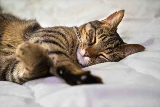 8 Common Cat Sleeping Positions and What They Really Mean