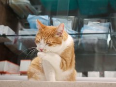 grooming orange cat
