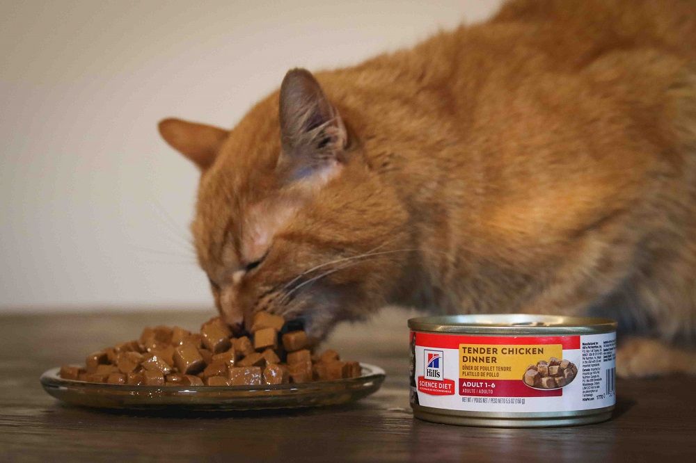 Hill’s Science Diet Adult Tender Dinner Chunks & Gravy Cat Food