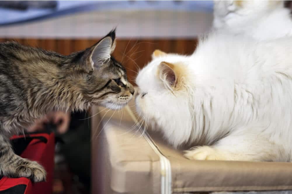 Cats sniffing each other introduction