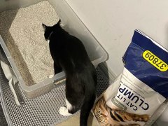 Kitten Haido accessing the litter tray