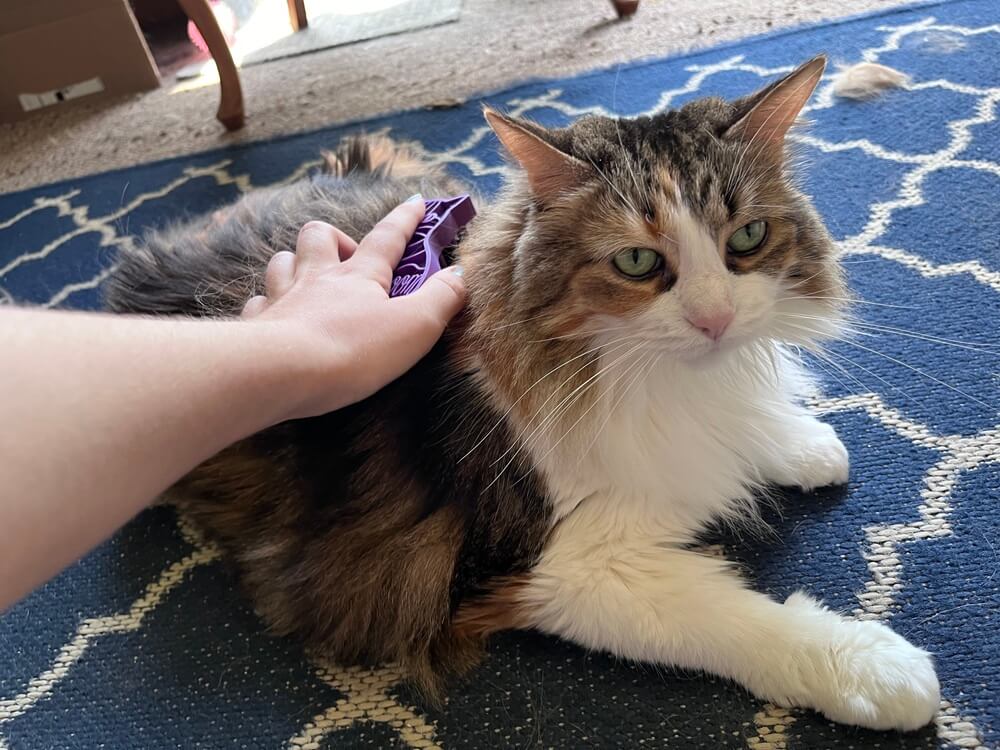 KONG Cat ZoomGroom Brush