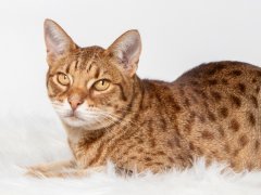 Ocicat