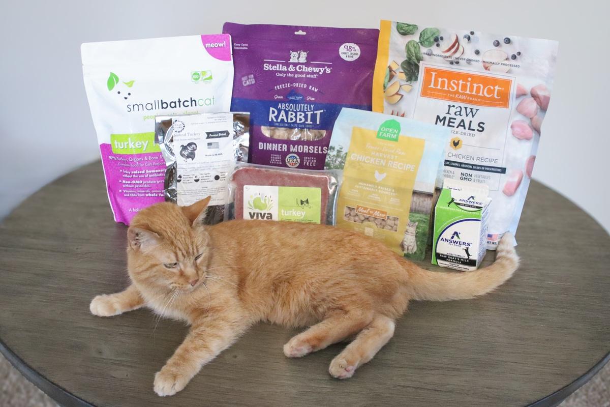 Orange Short Hair Tabby Cat 7 Best Raw Cat Foods 2024