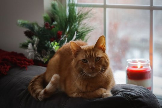 10 Things You Probably Did Not Know About Red Tabby Cats