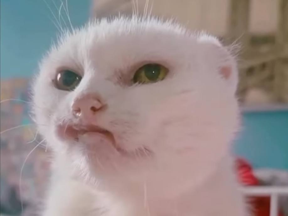 Overwhelmed by other cats