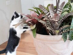 Pablo biting plants due to boredom