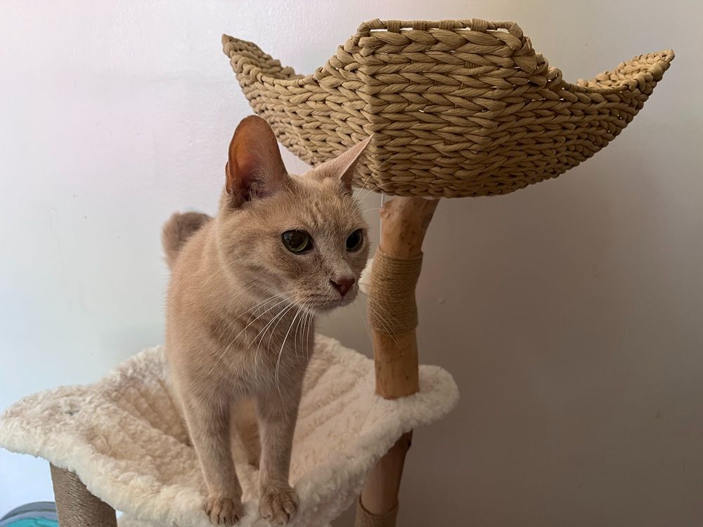 PAWZ Road Modern Luxury Cat Tree & Condo