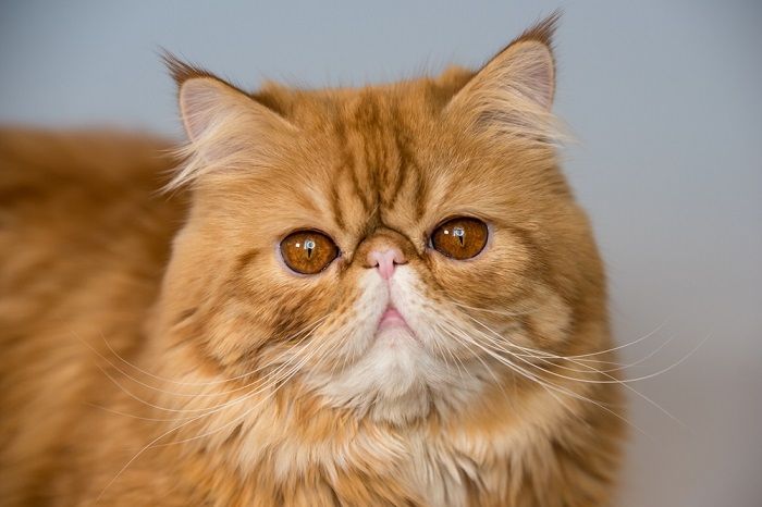 Red Persian exotic cat in front of white background