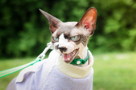 10 Subtle Signs Your Cat Is Frustrated