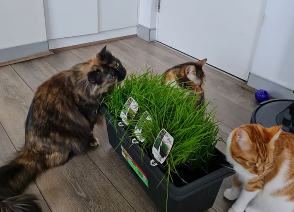Provide safe plants, such as cat grass, catnip for them to eat indoors.