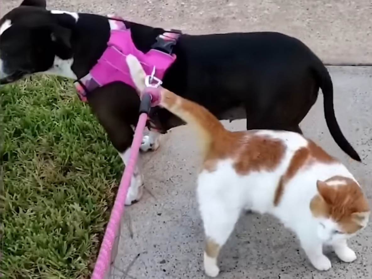 Pumpkin still tries to join Missy on her walks 