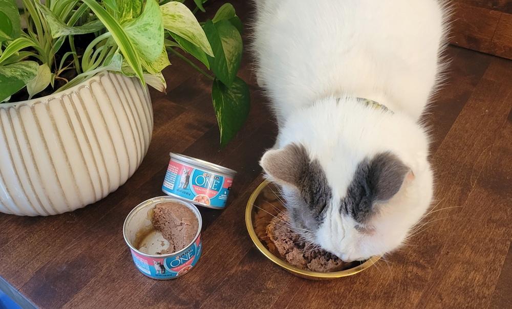 Purina ONE Healthy Kitten Chicken & Salmon Recipe Paté Wet Kitten Food