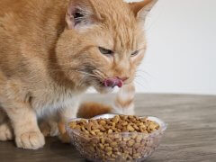 Purina One Plus Sensitive Skin & Stomach