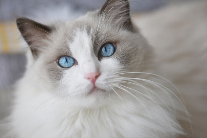 Ragdoll cat