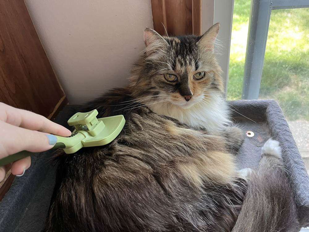 Safari Self-Cleaning Slicker Brush for Cats