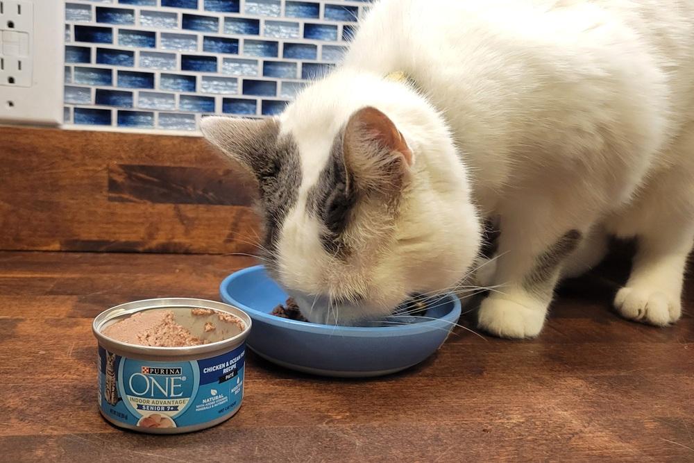 Purina ONE Indoor Advantage 7+ Chicken & Ocean Fish Pate Wet Cat Food