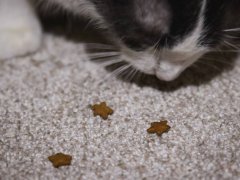 Shameless Catnip N Chill Cat Treats