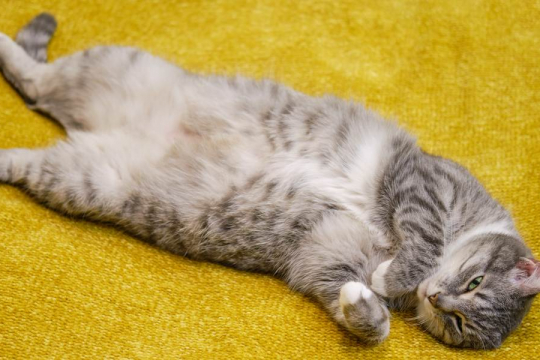 Why Do Cats Show Their Bellies?