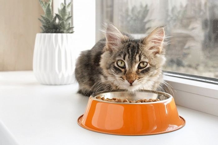 Warrior cat names: Tabby Kitten eating from orange Bowl