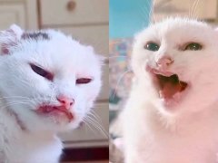 This Disabled Cat Became a Pampered Queen in Her New Home